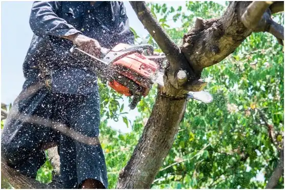 tree services Courtdale